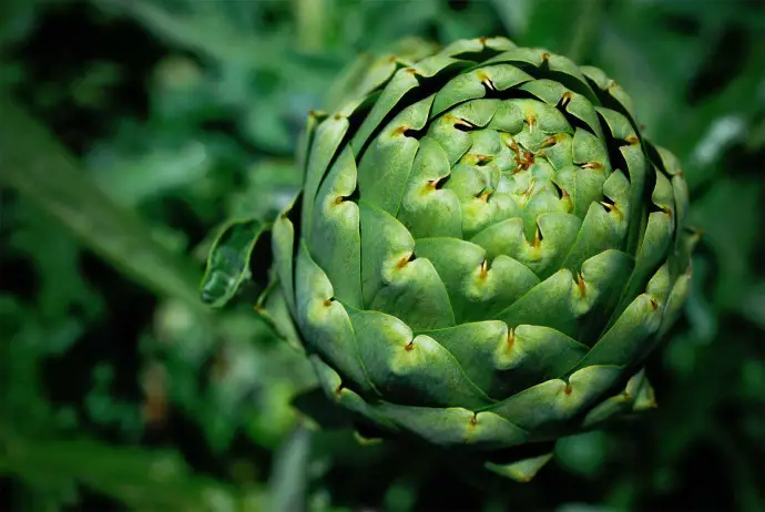 Artichoke