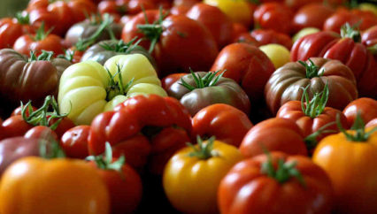 Tomatomania! Your Guide To Perfect Home Grown Tomatoes With Scott Daigre