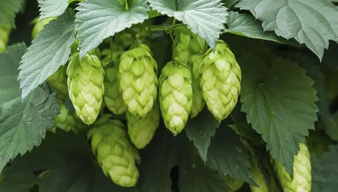 Growing Hops For Beer Brewing With Rex Yarwood & Michael Sullivan