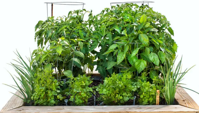 How To Grow A Salsa Garden With Steve Goto