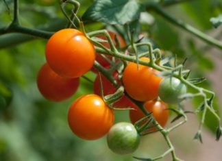 Farmhouse At Roger's Gardens Sungold Tomato, Cucumber And Radish Relish Recipe