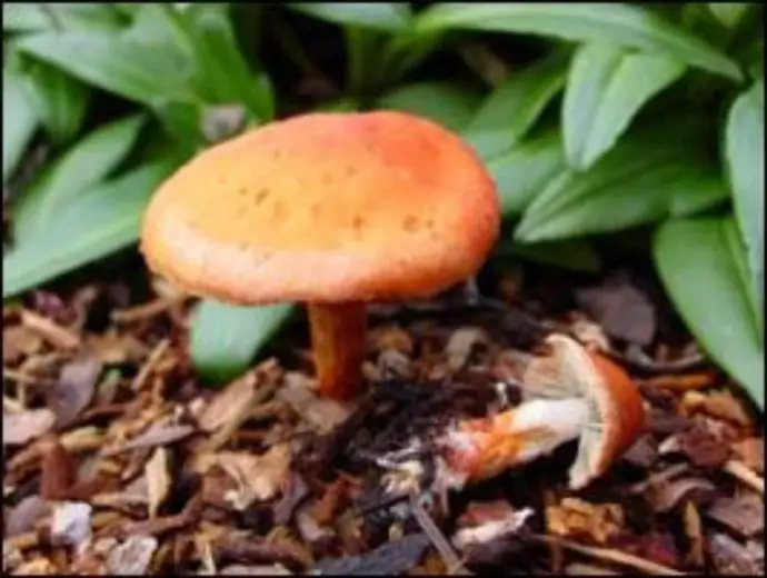 Mendocino Mushroom