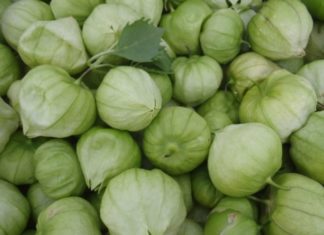 Farmhouse At Roger's Gardens Tomatillo Salsa Recipe