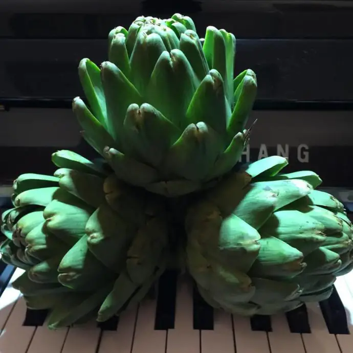 The Wild Artichoke