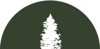 Little Pine Logo