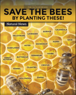 Save The Bees Plantings