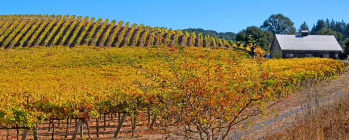 Sonoma Vineyards