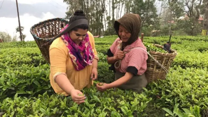 International Tea Importers Trip