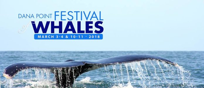 Festival Of Whales