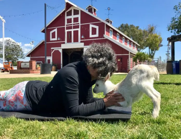 OC Fair Goat Yoga