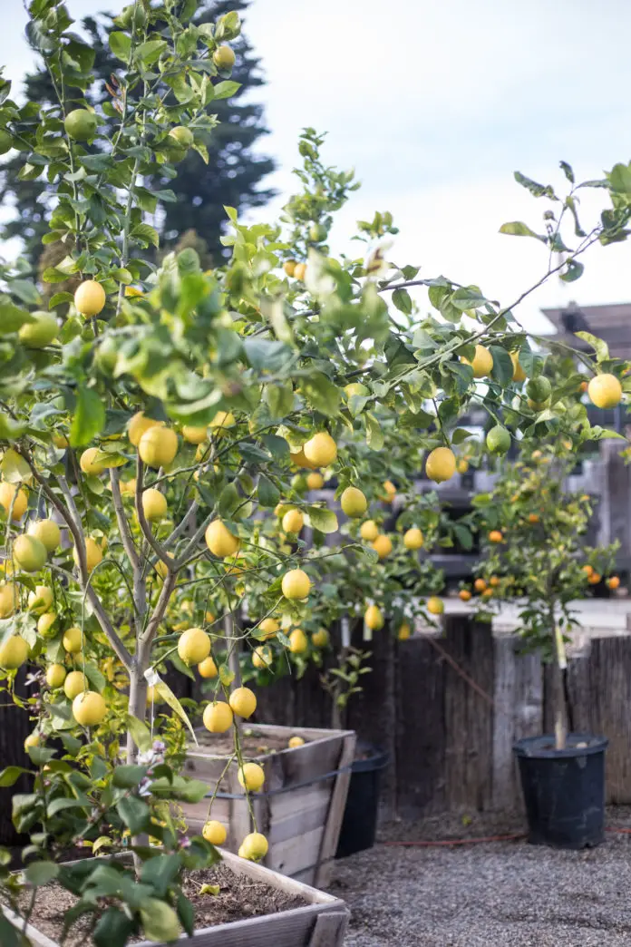 Growing Great Citrus In Southern California With Lynn Hillman