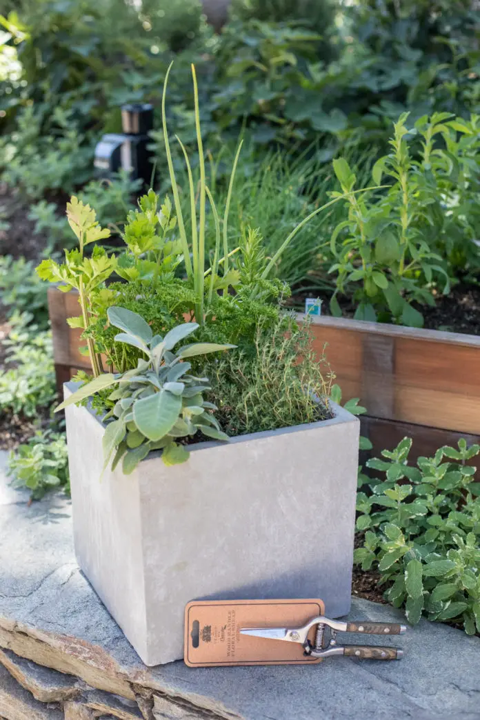 Herb Container Workshop August 1