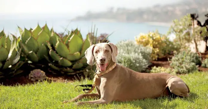 Yappy Hour At Ritz Laguna Niguel