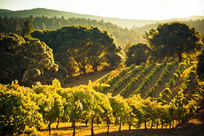 The Wine Country Landscape