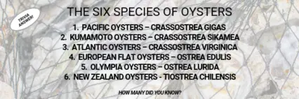 Oyster Answer