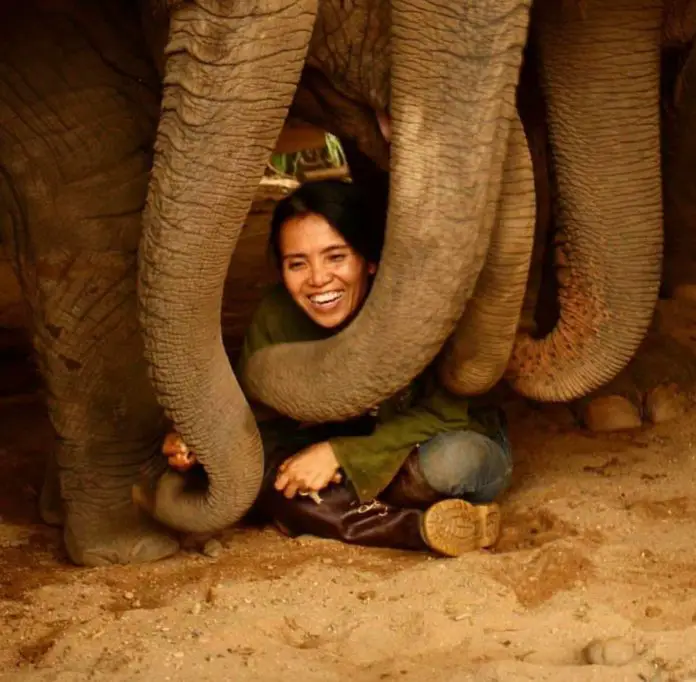 Thai District Elephants