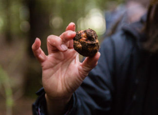 Oregon Truffle Festival Truffle