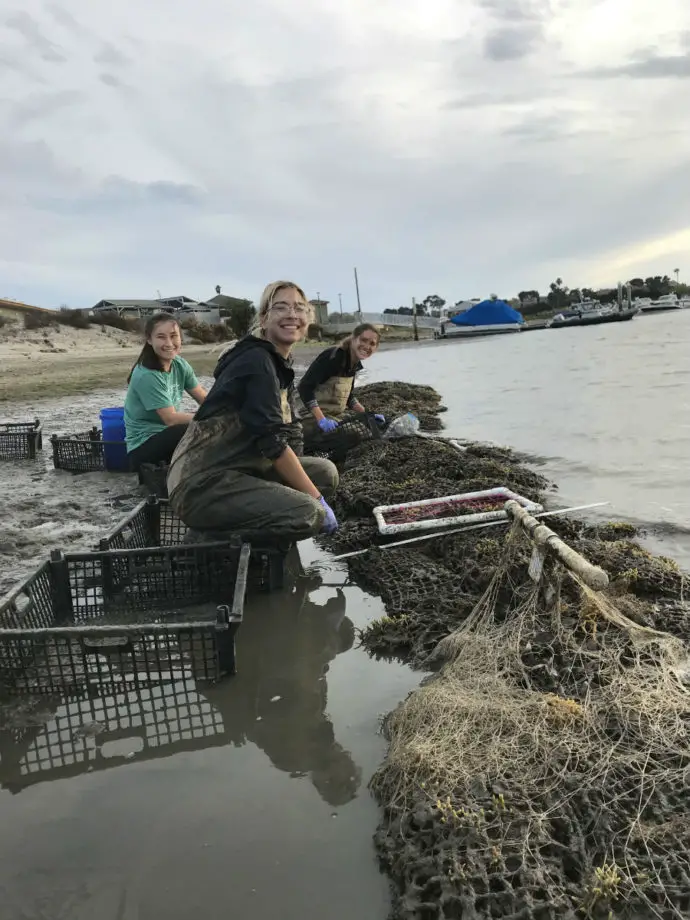 Oyster Restoration