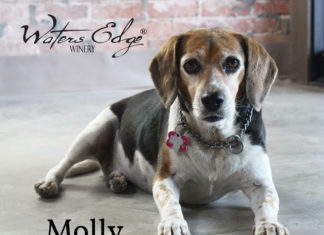 Waters Edge Winery Dogs Molly