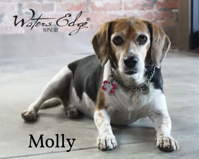 Waters Edge Winery Dogs Molly