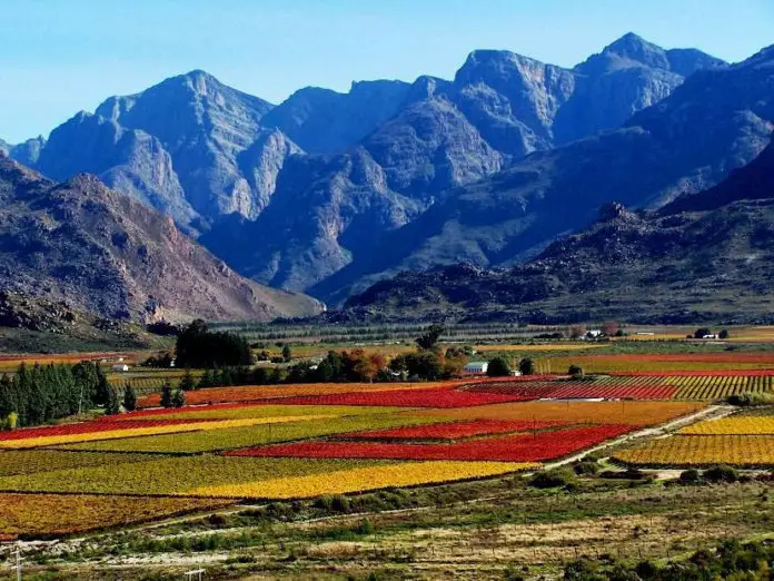 The Hobbit Wine Field