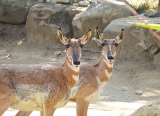 Los Angeles Zoo