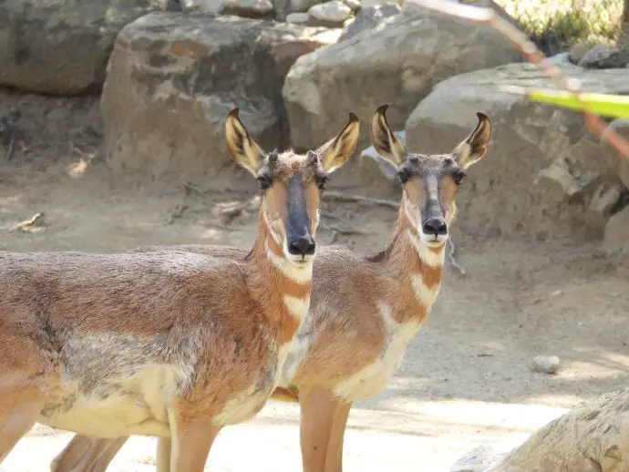 Los Angeles Zoo